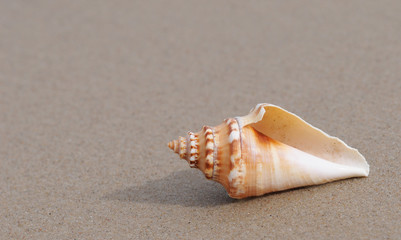 Schöne Muschel auf dem Sand am Meer