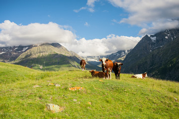 Almwiese mit K&uuml;hen