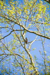 Great spotted woodpecker