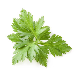 Parsley leaves isolated on white background, closeup