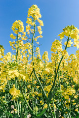 Photo of canola, rapeseed flower