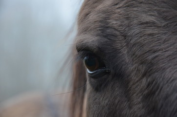 Dans l'oeil d'un cheval