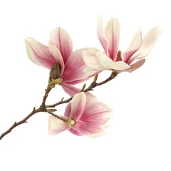 Foto op Plexiglas magnolia © magdal3na