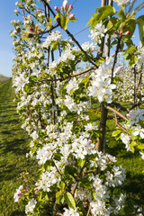 The blossoming apple-tree
