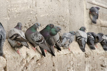 Pigeons on the Wall of New Mosque (Yenicami) Eminönü - Turkey