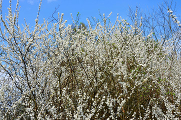 Blooming blackthorn bush with white flowers in spring