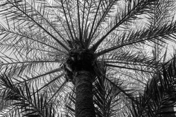 Palme