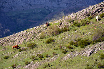 ganado pastando en los picos de europa, leon
