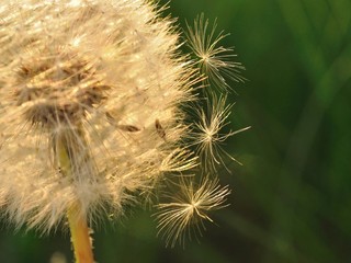 Detail view of dandelion with three falling seeds