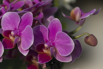 Naklejka na ściany i meble orchidea w rozkwicie