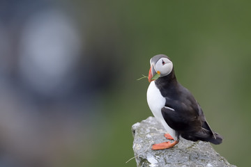 Atlantic Puffin standing cliff edge with grass in beak.