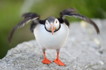 Atlantic Puffin flapping it's wings, movement on purpose.