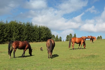 Horse farm in Poland - Bieszczady mountains