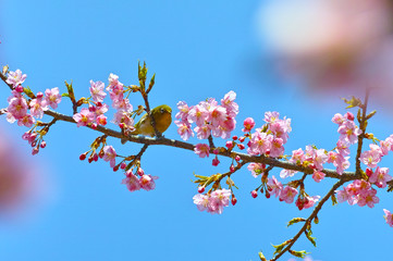 桜とめじろ