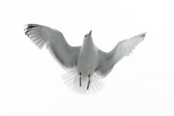Herring gull flying against white sky.