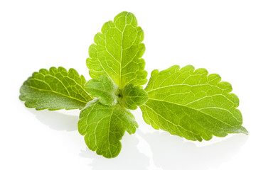Stevia-Blätter