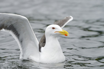 Lesser black-backed gull in water with wings spread out.