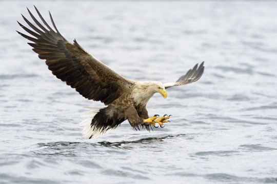 White-tailed Eagle catching fish.