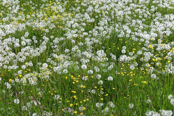 Eine Wiese mit Pusteblumen