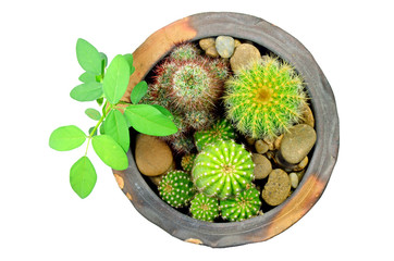 Mixed cactus in small pot.