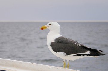 Dominikanermöve- Larus dominicanus