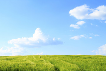 Feldlandschaft, Gerstenfeld