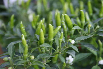 Fototapeta premium green chili pepper on the plant