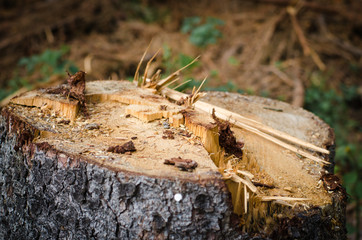 Klotz Baumklotz Holzklotz