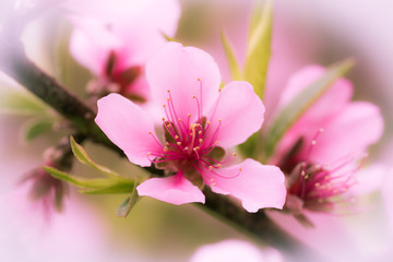 Obrazy  różowy kwiat wiśni, sakura