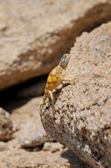 Agame- agama aculeata