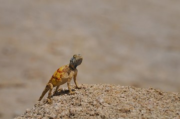 Agame- agama aculeata
