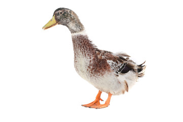 duck