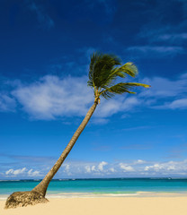 Exotic palm tree on sandy Caribbean beach - obrazy, fototapety, plakaty