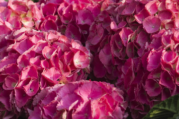 hydrangea bloom