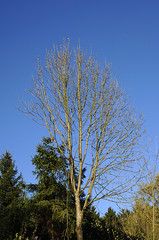 Baum vor blauem Himmel