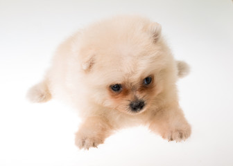 Pomeranian spitz puppy