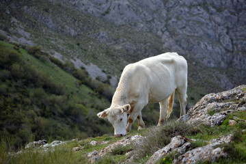 Naklejka premium vaca de pelo blanco comiendo hierba en la montaña