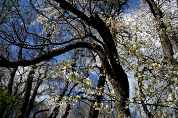 Wildkirschblüte