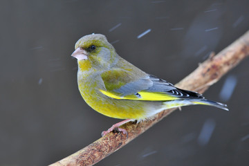 Greenfinch in snowing
