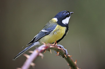 Great tit wet