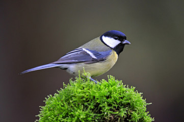 Great tit on a moss
