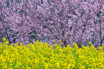 河津桜と菜の花畑