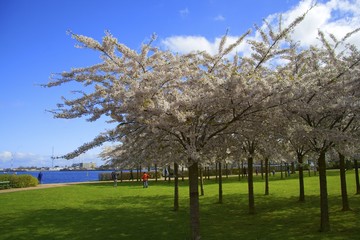 Ciliegi Sakura, Copenaghen