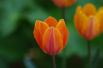 Gelbe Tulpen 2