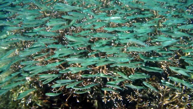 Shoal of small fish close to coral reef moving anchovy