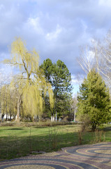 Fototapeta na wymiar Trees in the city Park