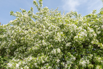 Pear blossoms