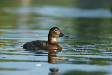 Common Pochard, Pochard, Aythya ferina