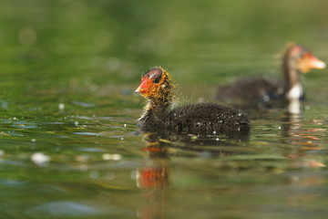 Eurasian Coot, Coot, Fulica atra