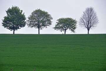 vier Bäume am Horizont